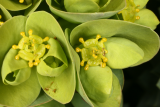 Euphorbia myrsinites RCP4-2013 242.JPG